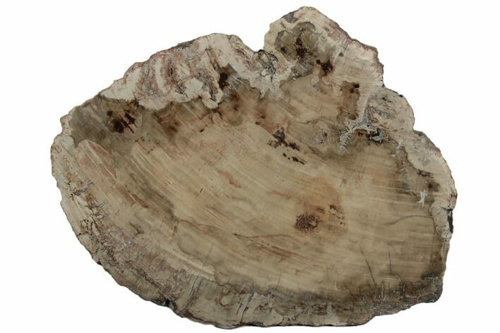 11.7" Triassic, Petrified Wood (Araucaria) Slab - Madagascar 